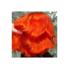 barva CC 60 - Orange