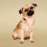 paul mitchell pet