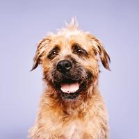 Paul Mitchell Pet