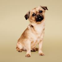 Paul Mitchell Pet – profesionalna nega za pse