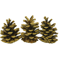 Komplet borovih storžev, 50 - 90 mm, 4 kosi