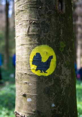 Simbol poti predstavlja divji petelin, ki so ga vse do leta 1950 še zasledili v visoških gozdovih. FOTO: PRIMOŽ PIČULIN