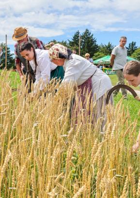 Prikaz žetve v Žirovskem Vrhu Sv. Urbana Foto: Tina Dokl