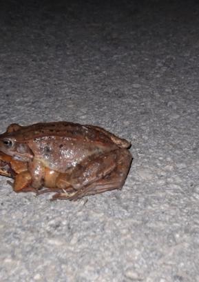 Pozor, žabe na cesti
