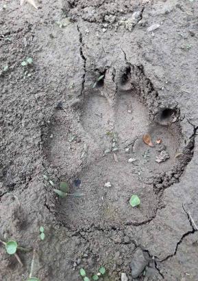 Volkovi se v zadnjem času pojavljajo tudi na območju naše občine. Večjo škodo so povzročili ovčerejcu v Lučinah, napadli so tudi teleta v Leskovici. Foto: Tomaž Luznar
