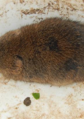Mišjo mrzlico prenašajo glodavci, predvsem miši, podgane in voluharji (na fotografiji). FOTO JURE FERLAN