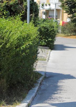Z namenom zagotovitve čim večje varnosti udeležencev v prometu na medobčinskem inšpektoratu občane opozarjajo na ureditev obcestne vegetacije. FOTO: TINA DOKL