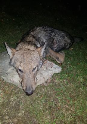Prvi volk, ki je bil z odločbo odstreljen v Gorenjih Novakih 2. septembra letos. Foto Marko Gasser