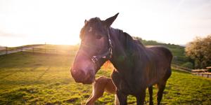Horse riding