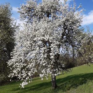 »To bo letos hrušk! Konec aprila se je drevo popolnoma odelo v belino. Pravo veselje jo je gledati in poslušati brenčanje življenja okoli nje.« Foto: Marija Bizovičar