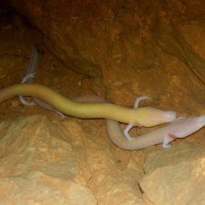 Človeška ribica v naravni jami Tular v Kranju Foto: Gregor Aljančič