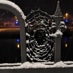 Snežinke, ki so okrasile pajkovo mrežo Foto: Romana Pustavrh