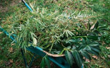 Foto: Matic Ritonja,  Karata Film – Bambus in lovorikovec