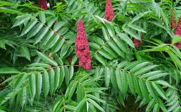 Foto: Jana Laganis, ZRSVN – octovec