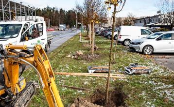 Novi drevored v Trzinu