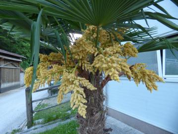 Letos se je palma razkošno razcvetela s kar šestimi cvetovi. Foto: Jure Ferlan