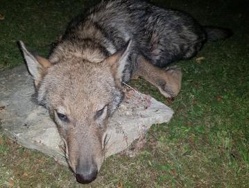 Prvi volk, ki je bil z odločbo odstreljen v Gorenjih Novakih 2. septembra 2019. Foto Marko Gasser