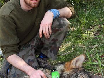 Dr. Miha Krofel med terenskimi raziskavami ob uspavanem volku Foto: Arhiv dr. Miha Krofla