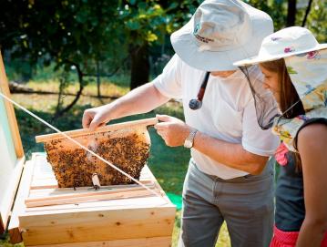 Trendi na področju turizma so naklonjeni tudi čebelarstvu. Foto: arhiv ČZS