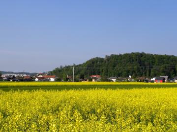 Lokacije jesenskega zbiranja in odvoza zelenega odreza