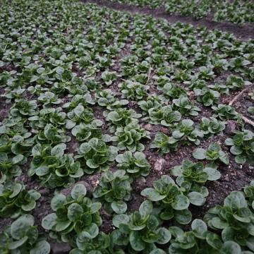 Slika za novico REKO tržnica DOL PRI LJUBLJANI