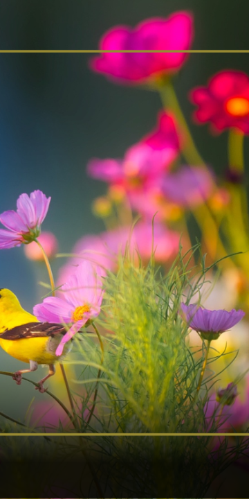 Slika za novico ČESTITKA OB DNEVU ŽENA IN MATERINSKEM DNEVU