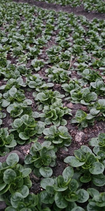 Slika za novico REKO tržnica DOL PRI LJUBLJANI