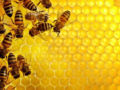 Po treh letih, ko so bile letine medu slabe, so letos čebelarji veseli dobrega pridelka. (Fotografija je simbolična.)