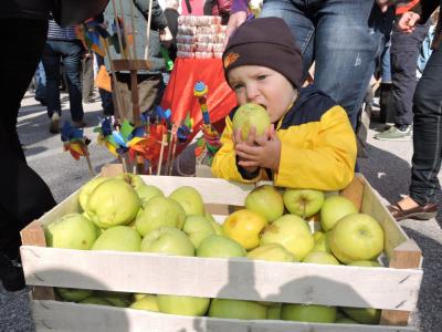 V središču praznika so jabolka, a rdeča nit je tudi domače, lokalno in ekološko. (Foto: arhiv Štajerskega vala)
