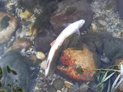 Zaradi previsokih temperatur vode in nizkih vodostajev se ribiči bojijo množičnih poginov rib. (Foto: Ribiška družina Ljubno ob Savinji)