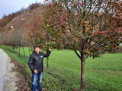 Idealen čas za sajenje sadnega drevja je od novembra pa do zgodnje pomladi pred brstenjem sadnega drevja, pravi strokovnjak Adrijan Černelč. (Foto: Borut Domitrovič)