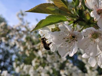 Število čebelarjev in panjev v Sloveniji narašča. (Foto: Štajerski val)