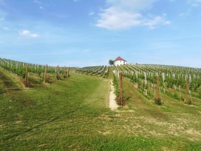 V Škalcah sadijo nove vinograde, saj bo sprememba sortnega sestava osnova za širitev na tuje trge. (Foto: Radio Štajerski val)