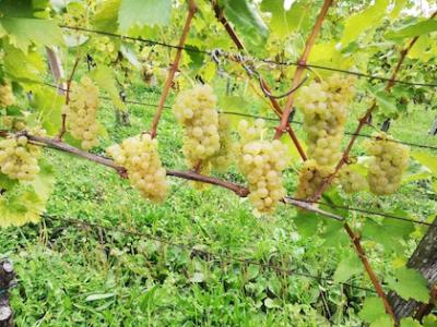 Strokovnjakinja Tadeja Plevnik Vodovnik ocenjuje da so vinogradniki glede trgatve v primerjavi z lani v prednosti v povprečju za okoli deset dni. (Foto: KGZ Maribor)