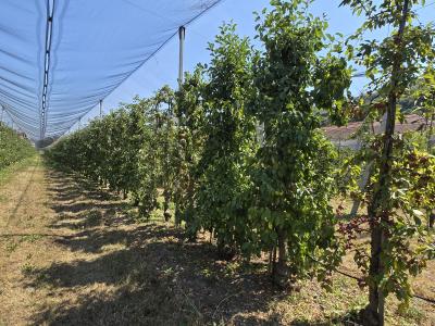 Dolgotrajna suša in ekstremne temperature letos močno obremenjujejo sadovnjake. (Foto: Metka Hudina)