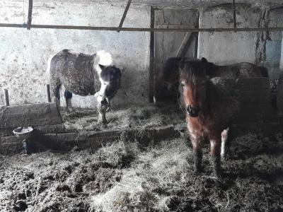 Šest ponijev je na kmetiji na Svetem Štefanu živelo v groznih razmerah. (Foto: FB Društvo za zaščito konj)