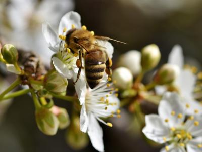 Ni čebel brez medovitih rastlin in ni človeka brez čebel. (Foto: Pixabay)