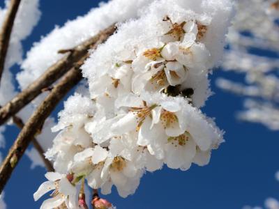 Rastline so različno občutljive na mraz. (Foto: Pixabay)