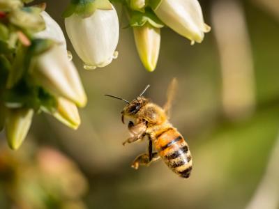 V tokratnih minutah, namenjenih kmetijskim temam, smo se posvetili čebelarstvu. (Foto: Freepik)