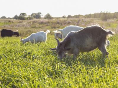 Veterinar Ivan Amon poudarja: »Ko bolezen izbruhne, je prepozno. To smo doživeli lani in nihče si tega ne želi več.« (Foto: Freepik)