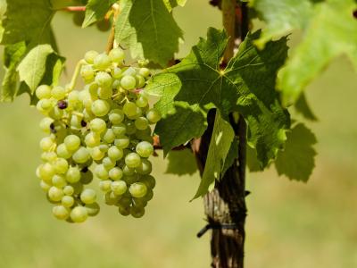 Direktor Kmetijske zadruge Šmarje Marko Jurak pravi, da bo letos zaradi toče manjši pridelek grozdja. (Foto: Pixabay )