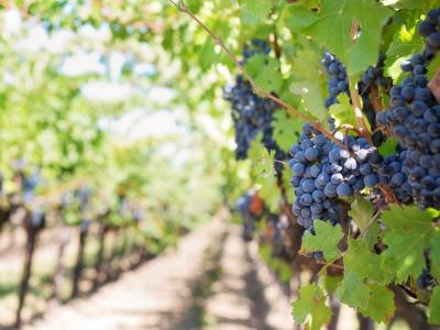 Prizadetost grozdja zaradi peronospore, oidija in toče letos zahteva selektivno trgatev, kar pomeni, da je treba grozdje ločevati glede na zdravstveno stanje. (Foto: Pixabay)