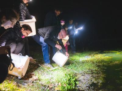 Potem ko so žabice varno prenesli čez cesto, so jih spustili v ribnik Trebče, v akciji sodeloval tudi bistriški župan Franjo Debelak. (Foto: Kozjanski park)
