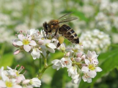 Čebele in divji opraševalci v veliki meri pripomorejo k ohranjanju naravnega ravnovesja. Kranjska sivka na cvetu ajde. (foto: splet/Urbani čebelar)