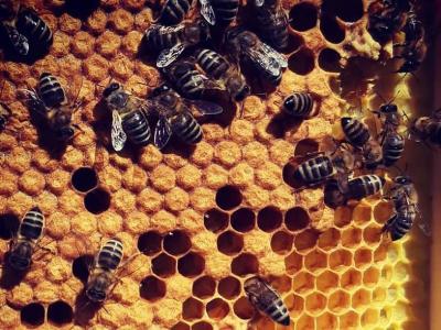 S čebelarstvom je povezana naša tradicija, kulinarika, ljudska umetnost na panjskih končnicah, pa tudi skrb za zdravje in dobro počutje. (foto simbolična/splet)
