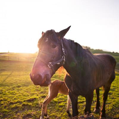 Horse riding