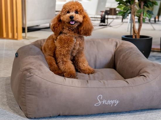 CUCCIOLO blazina za hišne ljubljenčke