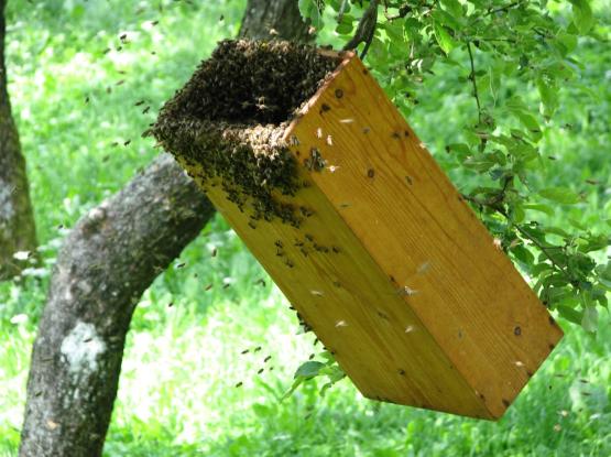 Čebelarska pot