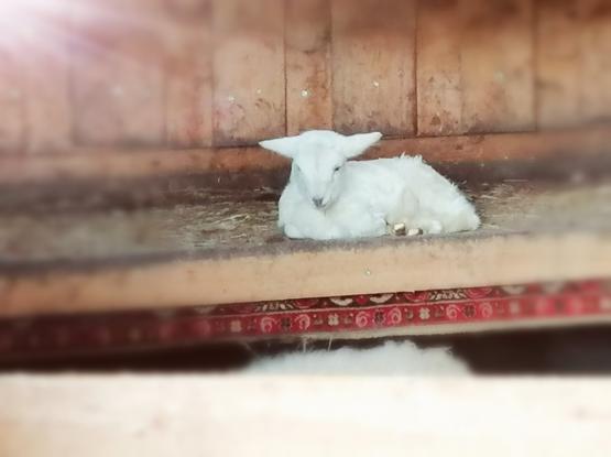 Ekološka kmetija Pr' Travnari