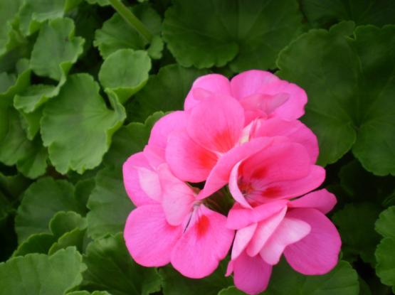 VRTNARIJA KOCJANČIČ ROK KOCJANČIČ s.p., Podružnica